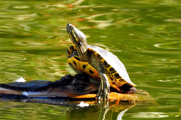 Photo of Trachemys scripta by Val George